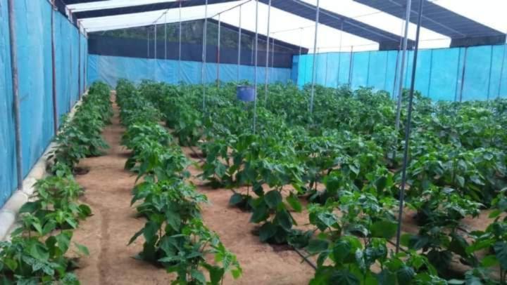 Lovers Green Villa Matara Bagian luar foto
